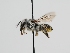  ( - OSAC_0001278079)  @11 [ ] CreativeCommons  Attribution (by) (2022) Pollinator Health Lab Oregon State University