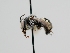  ( - OSAC_0001278102)  @11 [ ] CreativeCommons  Attribution (by) (2022) Pollinator Health Lab Oregon State University