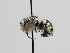  ( - OSAC_0001278103)  @11 [ ] CreativeCommons  Attribution (by) (2022) Pollinator Health Lab Oregon State University