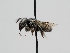  ( - OSAC_0001224719)  @11 [ ] CreativeCommons  Attribution (by) (2022) Pollinator Health Lab Oregon State University