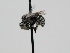  ( - OSAC_0001273064)  @11 [ ] CreativeCommons  Attribution (by) (2022) Pollinator Health Lab Oregon State University