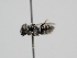  ( - OSAC_0001273069)  @11 [ ] CreativeCommons  Attribution (by) (2022) Pollinator Health Lab Oregon State University