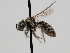  ( - OSAC_0001278131)  @11 [ ] CreativeCommons  Attribution (by) (2022) Pollinator Health Lab Oregon State University