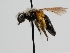  ( - OSAC_0001278252)  @11 [ ] CreativeCommons  Attribution (by) (2022) Pollinator Health Lab Oregon State University