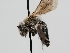  ( - OSAC_0001278282)  @11 [ ] CreativeCommons  Attribution (by) (2022) Pollinator Health Lab Oregon State University