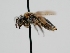  ( - OSAC_0001278318)  @11 [ ] CreativeCommons  Attribution (by) (2022) Pollinator Health Lab Oregon State University
