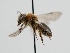  ( - OSAC_0001278332)  @11 [ ] CreativeCommons  Attribution (by) (2022) Pollinator Health Lab Oregon State University