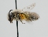  ( - OSAC_0001278368)  @11 [ ] CreativeCommons  Attribution (by) (2022) Pollinator Health Lab Oregon State University