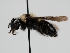  ( - OSAC_0001278383)  @11 [ ] CreativeCommons  Attribution (by) (2022) Pollinator Health Lab Oregon State University