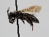  ( - OSAC_0001278389)  @11 [ ] CreativeCommons  Attribution (by) (2022) Pollinator Health Lab Oregon State University