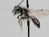  ( - OSAC_0001278490)  @11 [ ] CreativeCommons  Attribution (by) (2022) Pollinator Health Lab Oregon State University
