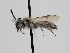  ( - OSAC_0001278503)  @11 [ ] CreativeCommons  Attribution (by) (2022) Pollinator Health Lab Oregon State University