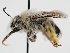  ( - OSAC_0001279495)  @11 [ ] CreativeCommons  Attribution (by) (2023) Pollinator Health Lab Oregon State University