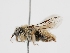  ( - OSAC_0001276130)  @11 [ ] CreativeCommons  Attribution (by) (2023) Pollinator Health Lab Oregon State University