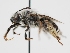  ( - OSAC_0001279497)  @11 [ ] CreativeCommons  Attribution (by) (2023) Pollinator Health Lab Oregon State University