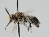  ( - OSAC_0001279501)  @11 [ ] CreativeCommons  Attribution (by) (2023) Pollinator Health Lab Oregon State University