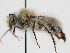  ( - OSAC_0001279508)  @11 [ ] CreativeCommons  Attribution (by) (2023) Pollinator Health Lab Oregon State University