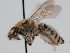  ( - OSAC_0001279517)  @11 [ ] CreativeCommons  Attribution (by) (2023) Pollinator Health Lab Oregon State University