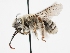  (Eucera virgata - OSAC_0001279518)  @11 [ ] CreativeCommons  Attribution (by) (2023) Pollinator Health Lab Oregon State University