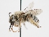  ( - OSAC_0001279516)  @11 [ ] CreativeCommons  Attribution (by) (2023) Pollinator Health Lab Oregon State University