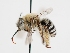  ( - OSAC_0001279531)  @11 [ ] CreativeCommons  Attribution (by) (2023) Pollinator Health Lab Oregon State University