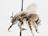  ( - OSAC_0001279526)  @11 [ ] CreativeCommons  Attribution (by) (2023) Pollinator Health Lab Oregon State University