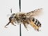  ( - OSAC_0001279532)  @11 [ ] CreativeCommons  Attribution (by) (2023) Pollinator Health Lab Oregon State University