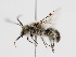  ( - OSAC_0001279541)  @11 [ ] CreativeCommons  Attribution (by) (2023) Pollinator Health Lab Oregon State University