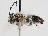  ( - OSAC_0001279543)  @11 [ ] CreativeCommons  Attribution (by) (2023) Pollinator Health Lab Oregon State University