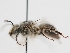  (Eucera acerba - OSAC_0001279539)  @11 [ ] CreativeCommons  Attribution (by) (2023) Pollinator Health Lab Oregon State University