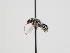  ( - OSAC_0001279551)  @11 [ ] CreativeCommons  Attribution (by) (2023) Pollinator Health Lab Oregon State University