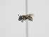  ( - OSAC_0001279552)  @11 [ ] CreativeCommons  Attribution (by) (2023) Pollinator Health Lab Oregon State University