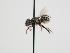  ( - OSAC_0001279549)  @11 [ ] CreativeCommons  Attribution (by) (2023) Pollinator Health Lab Oregon State University