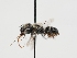  (Atoposmia triodonta - OSAC_0001279555)  @11 [ ] CreativeCommons  Attribution (by) (2023) Pollinator Health Lab Oregon State University