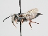  ( - OSAC_0001278598)  @11 [ ] CreativeCommons  Attribution (by) (2023) Pollinator Health Lab Oregon State University
