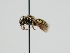  ( - OSAC_0001275895)  @11 [ ] CreativeCommons  Attribution (by) (2023) Pollinator Health Lab Oregon State University