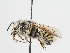  (Trachusa timberlakei - OSAC_0001224781)  @11 [ ] CreativeCommons  Attribution (by) (2023) Pollinator Health Lab Oregon State University