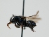  ( - OSAC_0001277344)  @11 [ ] CreativeCommons  Attribution (by) (2023) Pollinator Health Lab Oregon State University