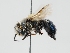 ( - OSAC_0001277518)  @11 [ ] CreativeCommons  Attribution (by) (2023) Pollinator Health Lab Oregon State University