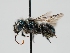  ( - OSAC_0001224208)  @11 [ ] CreativeCommons  Attribution (by) (2023) Pollinator Health Lab Oregon State University