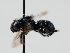  ( - OSAC_0001277346)  @11 [ ] CreativeCommons  Attribution (by) (2023) Pollinator Health Lab Oregon State University