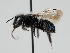  (Osmia melanopleura - OSAC_0001224195)  @11 [ ] CreativeCommons  Attribution (by) (2023) Pollinator Health Lab Oregon State University