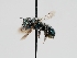  (Osmia phaceliae - OSAC_0001224189)  @11 [ ] CreativeCommons  Attribution (by) (2023) Pollinator Health Lab Oregon State University