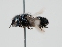 ( - OSAC_0001224200)  @11 [ ] CreativeCommons  Attribution (by) (2023) Pollinator Health Lab Oregon State University