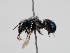  ( - OSAC_0001224201)  @11 [ ] CreativeCommons  Attribution (by) (2023) Pollinator Health Lab Oregon State University
