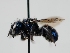 (Osmia ulsenda - OSAC_0001224204)  @11 [ ] CreativeCommons  Attribution (by) (2023) Pollinator Health Lab Oregon State University