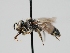  (Calliopsis anthidia - OSAC_0001278634)  @11 [ ] CreativeCommons  Attribution (by) (2023) Pollinator Health Lab Oregon State University