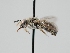  ( - OSAC_0001278690)  @11 [ ] CreativeCommons  Attribution (by) (2023) Pollinator Health Lab Oregon State University