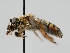  ( - OSAC_0001275763)  @11 [ ] CreativeCommons  Attribution (by) (2023) Pollinator Health Lab Oregon State University