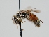  ( - OSAC_0001275762)  @11 [ ] CreativeCommons  Attribution (by) (2023) Pollinator Health Lab Oregon State University